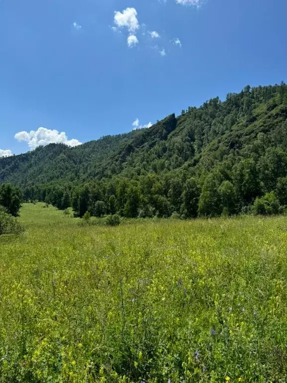 Участок в Алтай, Шебалинский район, с. Мыюта  (350.0 сот.) - Фото 0