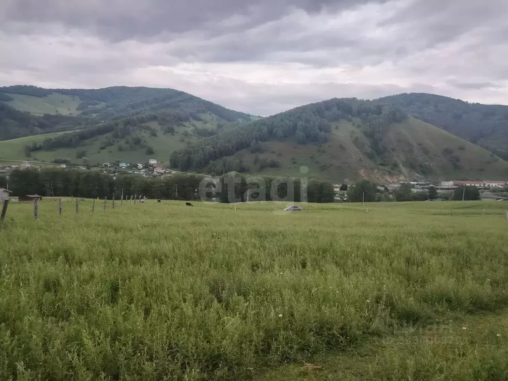 Участок в Алтай, Майминский район, с. Бирюля ул. Светлая (13.0 сот.) - Фото 1