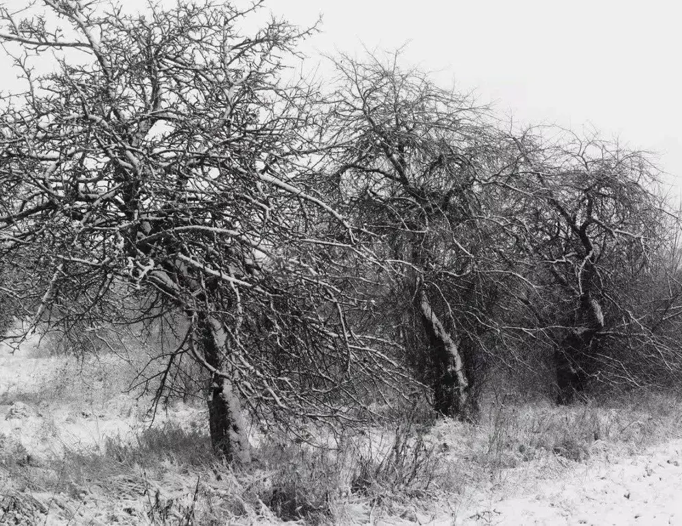 Дом в Брянская область, Брянск Родина садоводческое объединение,  (10 ... - Фото 1