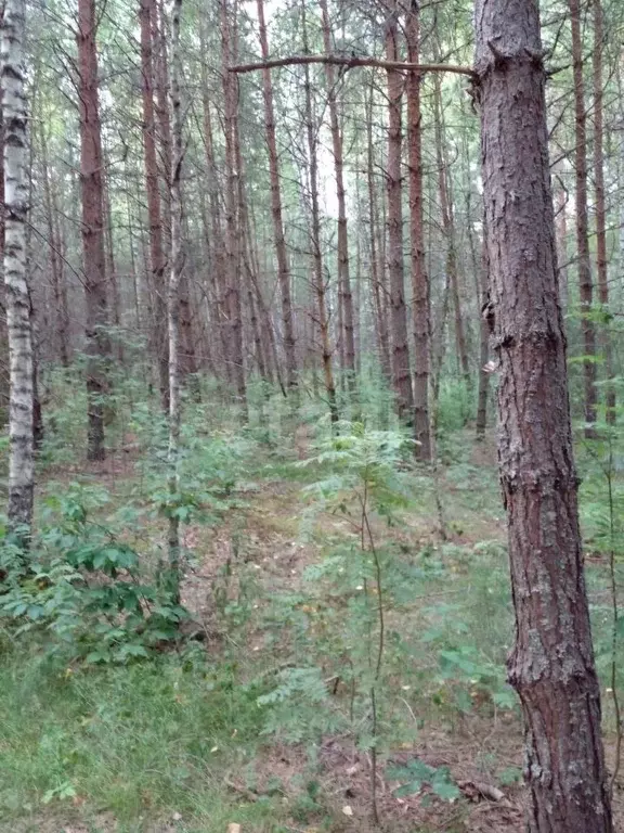 Участок в Калужская область, Юхновский муниципальный округ, ... - Фото 2
