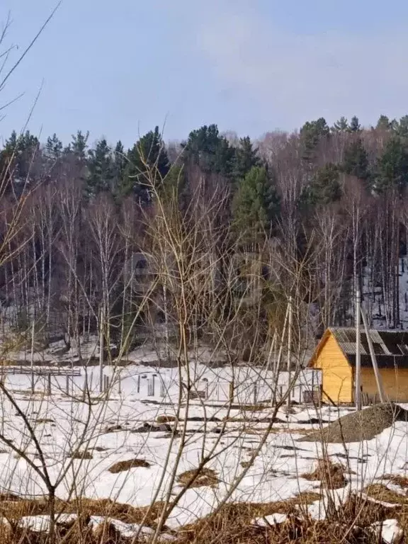Участок в Алтай, Майминский район, Поселок филиал ул. Шараринская ... - Фото 1