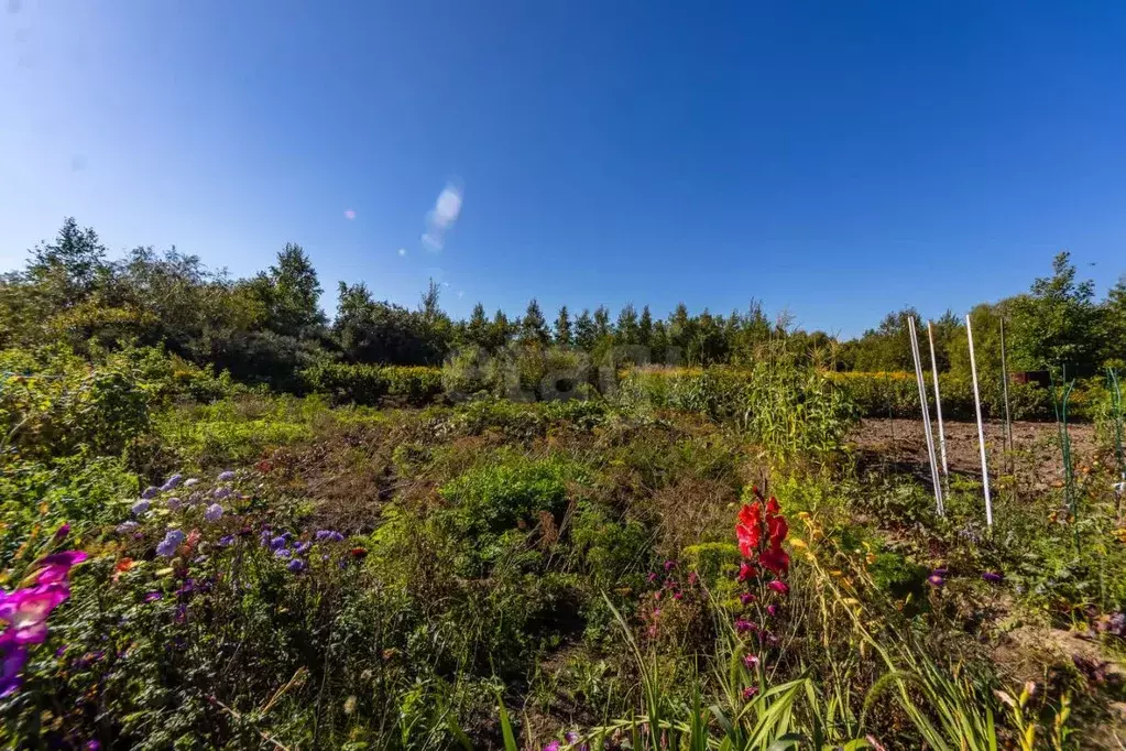 Участок в Хабаровский край, Хабаровск Механик садовое товарищество, 49 ... - Фото 2