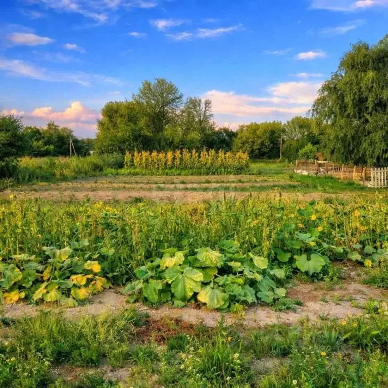 Участок в Белгородская область, Волоконовский район, Староивановское ... - Фото 2