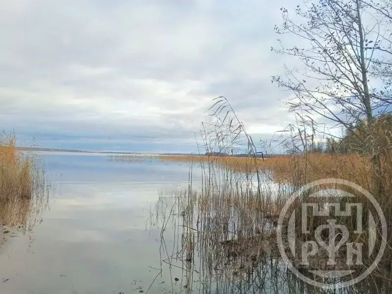 Участок в Ленинградская область, Выборгский район, Красносельское ... - Фото 2