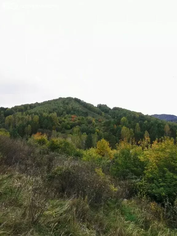 Участок в Белокуриха, улица Угрюмова (9.97 м) - Фото 1