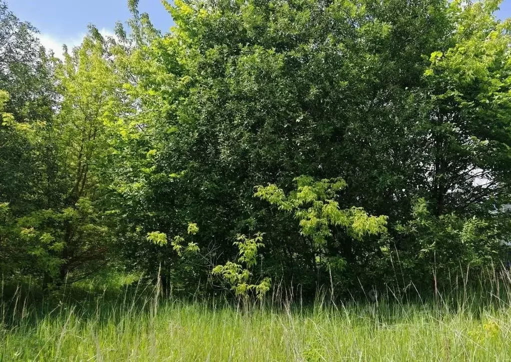 Участок в Московская область, Ступино городской округ, с. Хонятино ул. ... - Фото 2