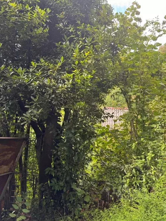 Участок в Краснодарский край, Сочи пл. Флага (10.0 сот.) - Фото 2