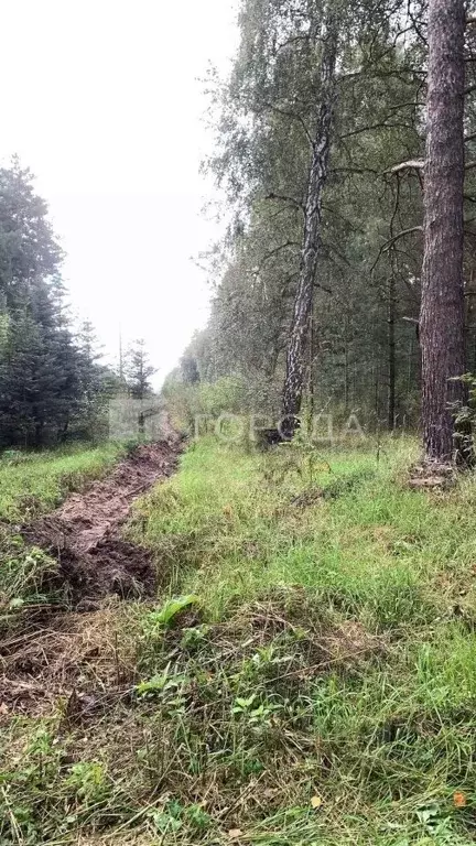 Участок в Алтайский край, Барнаул городской округ, пос. Черницк ул. ... - Фото 2