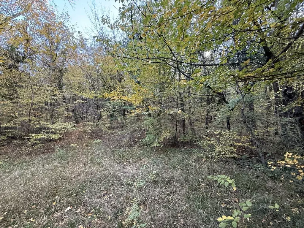 Участок в Крым, Ялта ул. Кирова (45.0 сот.) - Фото 2