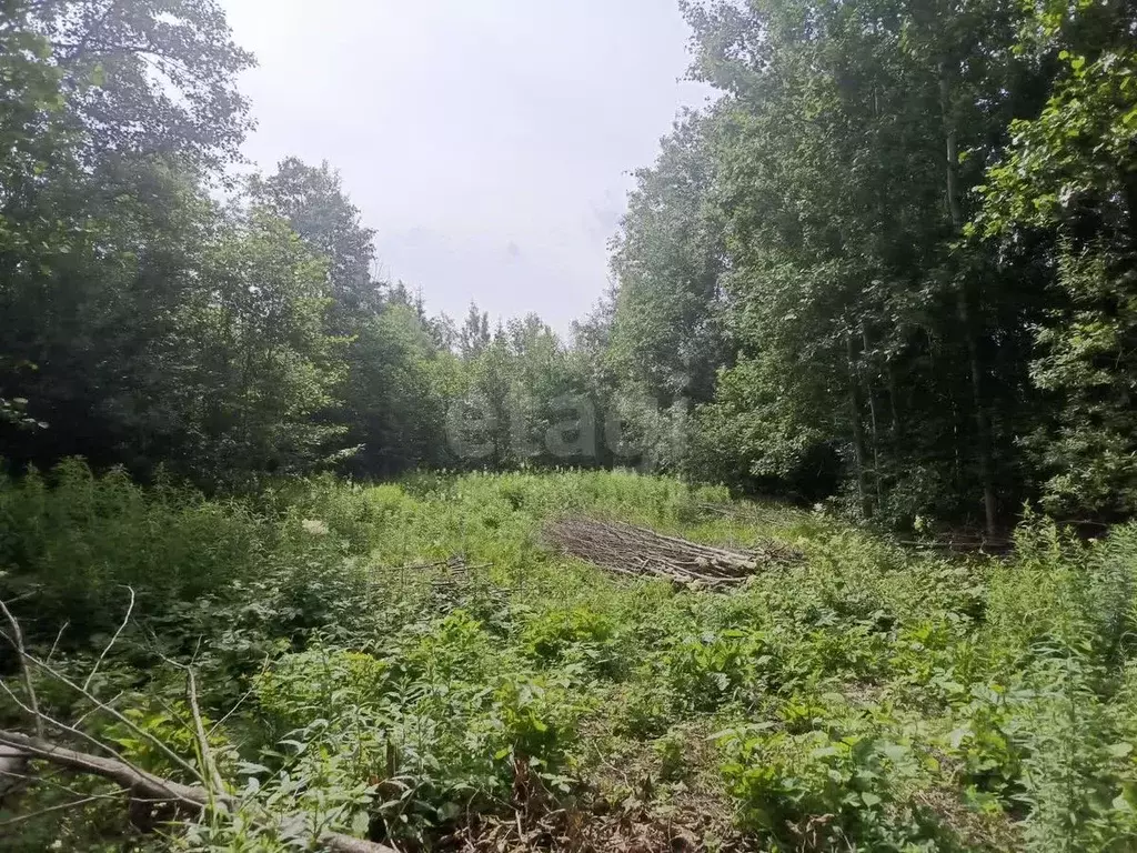 Участок в Ленинградская область, Волховский район, Кисельнинское ... - Фото 1