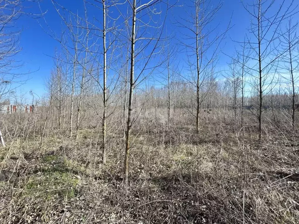 Участок в Воронежская область, Новоусманский район, Усманское 1-е ... - Фото 1