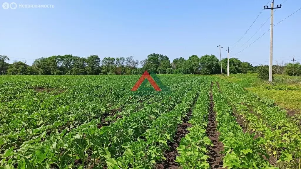 Участок в Краснодарский край, Северское сельское поселение (480 м) - Фото 2
