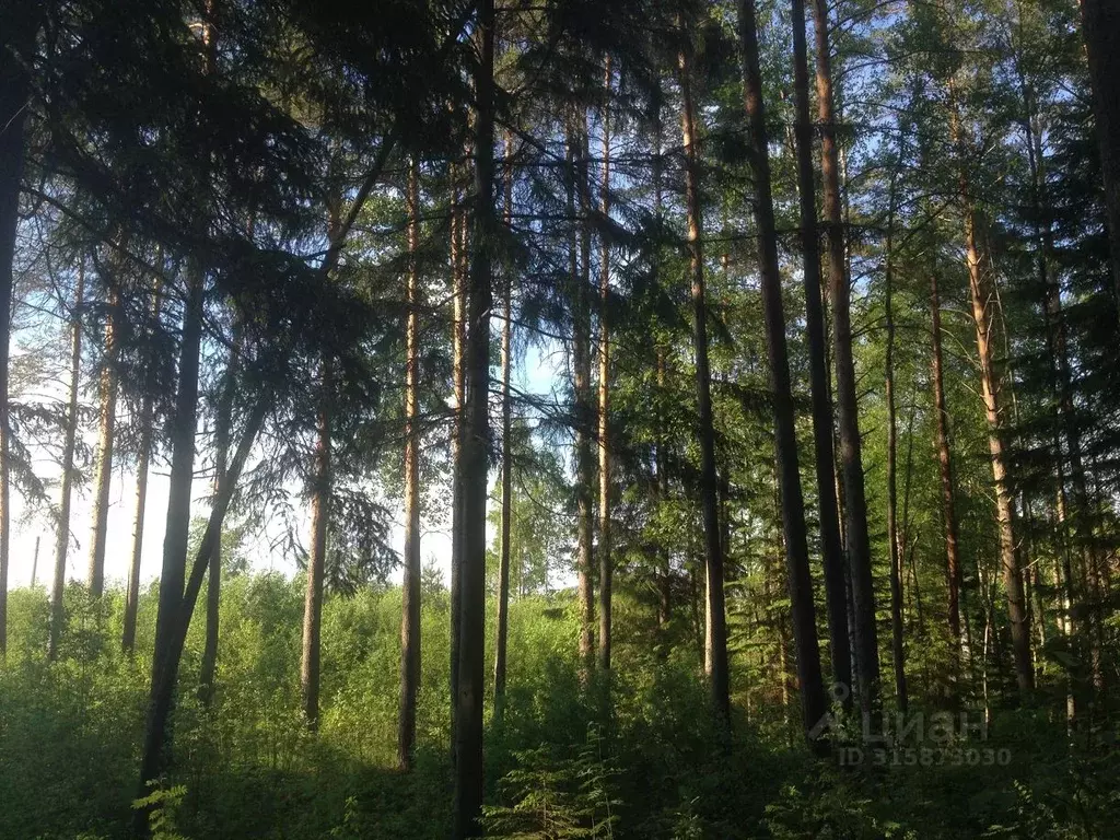 Участок в Санкт-Петербург пос. Репино, Финляндская ул. (153.0 сот.) - Фото 1