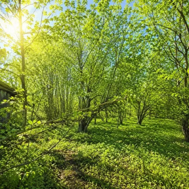 Участок в деревня Кожевенное, Восточная улица, 11 (15 м) - Фото 1