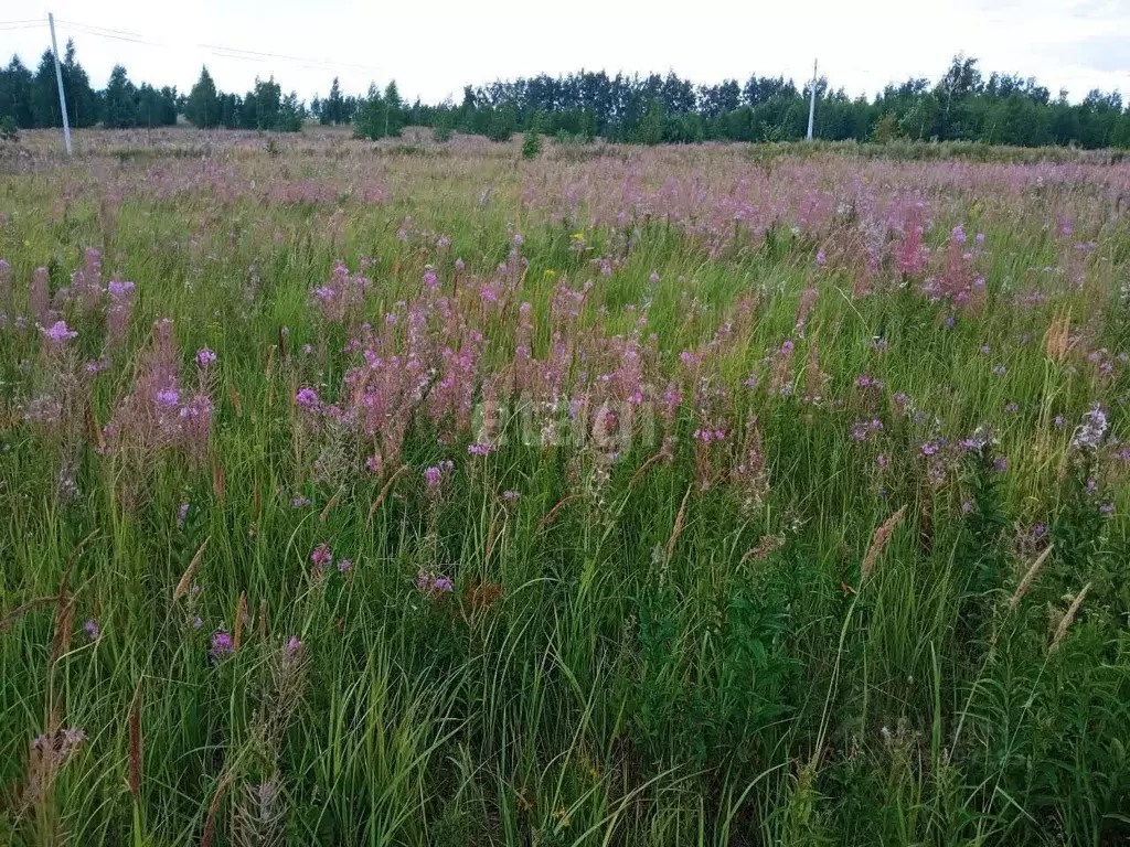 Участок в Ульяновская область, Старая Майна рп ул. Самарская (5.0 ... - Фото 1