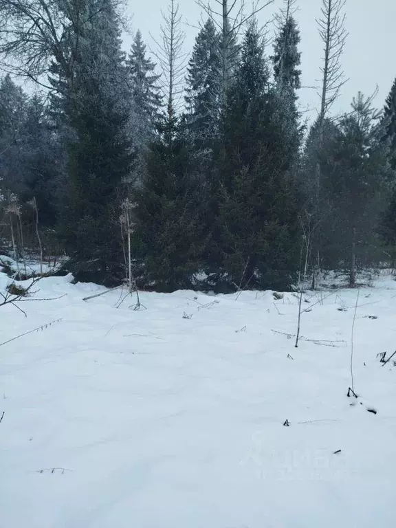 Участок в Московская область, Клин городской округ, д. Елино  (15.0 ... - Фото 1