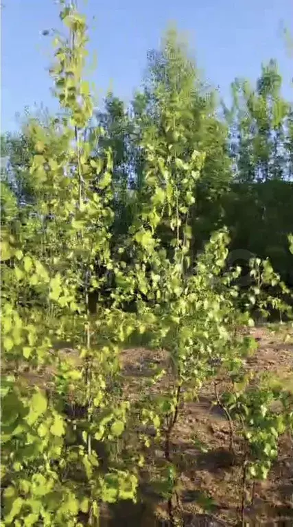 Участок 10 сот. (СНТ, ДНП) - Фото 1