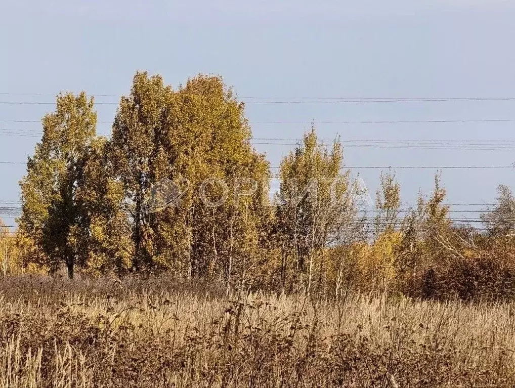 Участок в Тюменская область, Тюменский муниципальный округ, с. Борки  ... - Фото 2