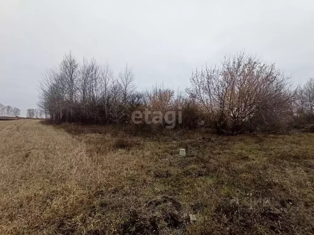 Дом в Белгородская область, Губкинский городской округ, с. Панки ул. ... - Фото 0