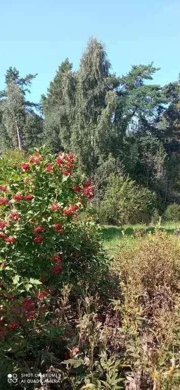 Участок в Ленинградская область, Приозерский район, Ларионовское ... - Фото 2