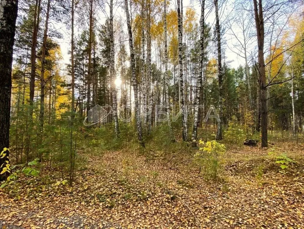 Участок в Тюменская область, Тюменский муниципальный округ, Боровский ... - Фото 2