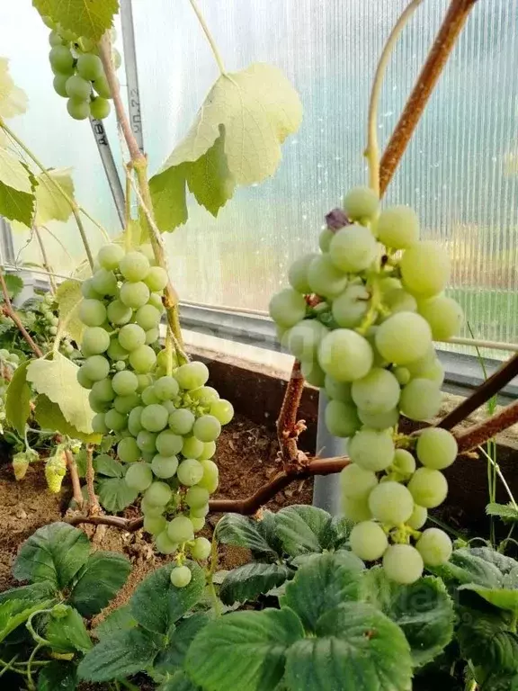 Дом в Ямало-Ненецкий АО, Новый Уренгой проезд Ялтинский, 57 (132 м) - Фото 1