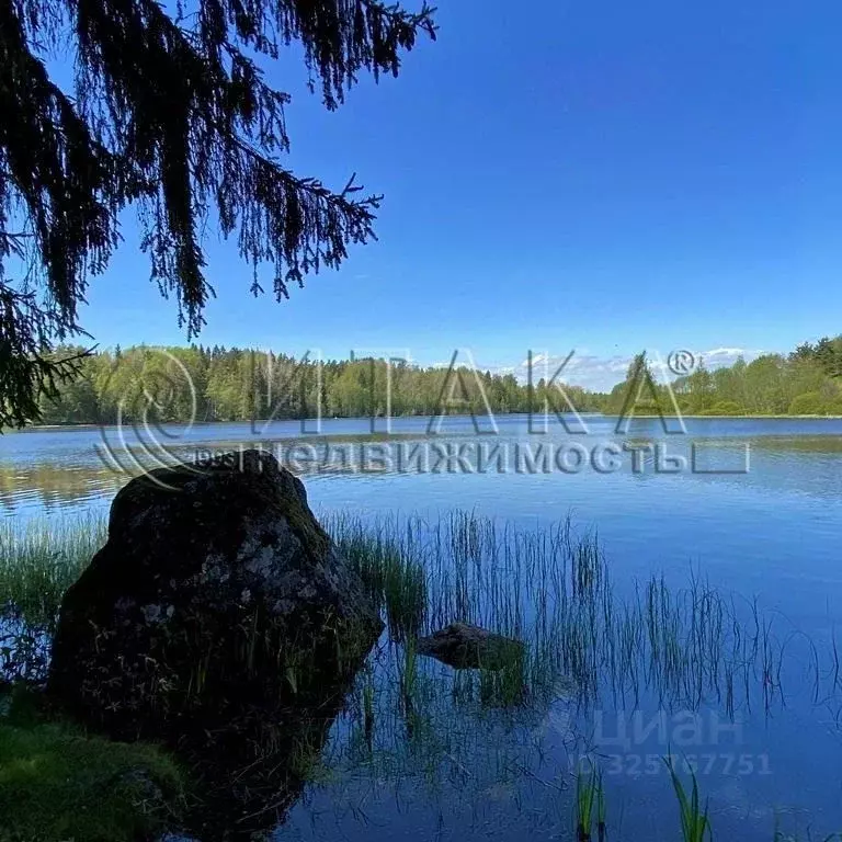 Участок в Ленинградская область, Выборгский район, Каменногорское ... - Фото 1