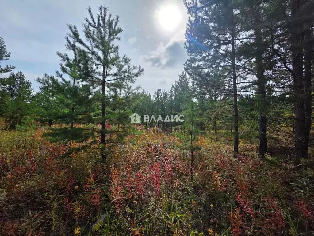Участок в Бурятия, Тарбагатайский район, Заводское с/пос, пос. ... - Фото 2