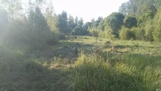 Участок в Псковский район, Краснопрудская волость, деревня Олисово (15 ... - Фото 1