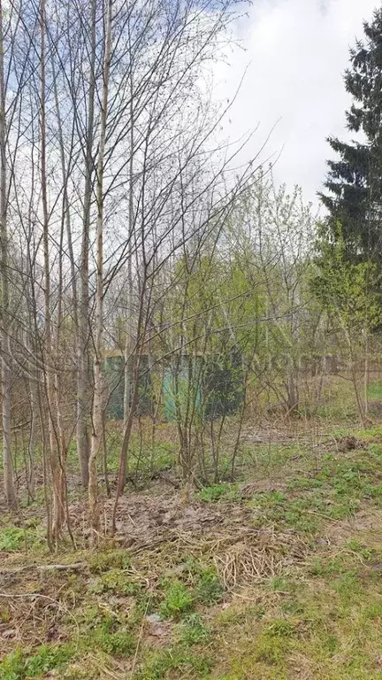 Участок в Ленинградская область, Кингисеппский район, Опольевское ... - Фото 2