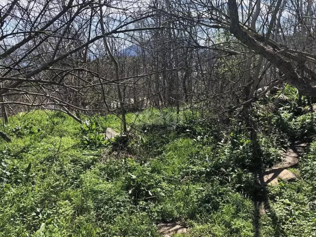 Участок в Крым, Алушта городской округ, с. Малый Маяк ул. Ручейная ... - Фото 0