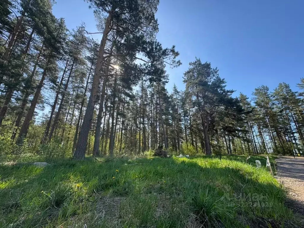 Участок в Ленинградская область, Выборгский район, Полянское с/пос, ... - Фото 2
