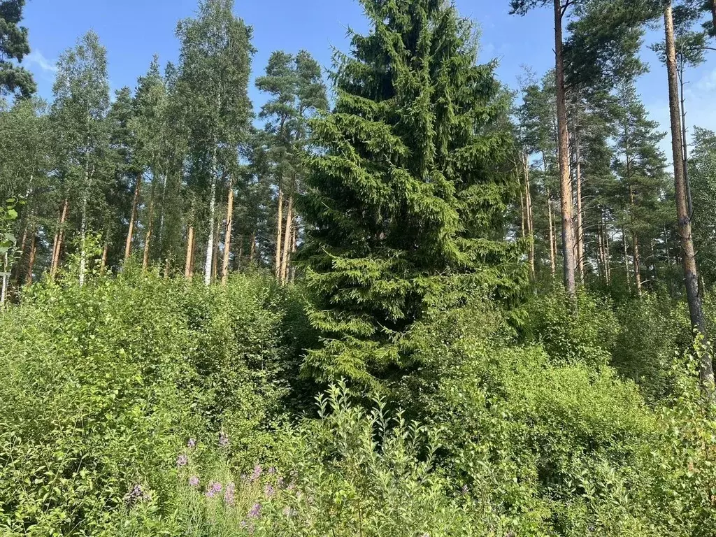 Участок в Ленинградская область, Приозерский район, Сосновское с/пос, ... - Фото 1