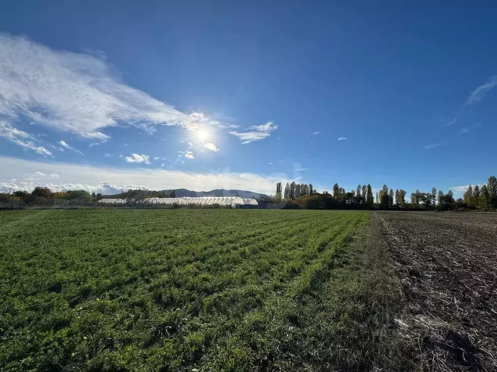 Участок в Крым, Кировский район, Абрикосовское с/пос, с. Кринички ул. ... - Фото 0