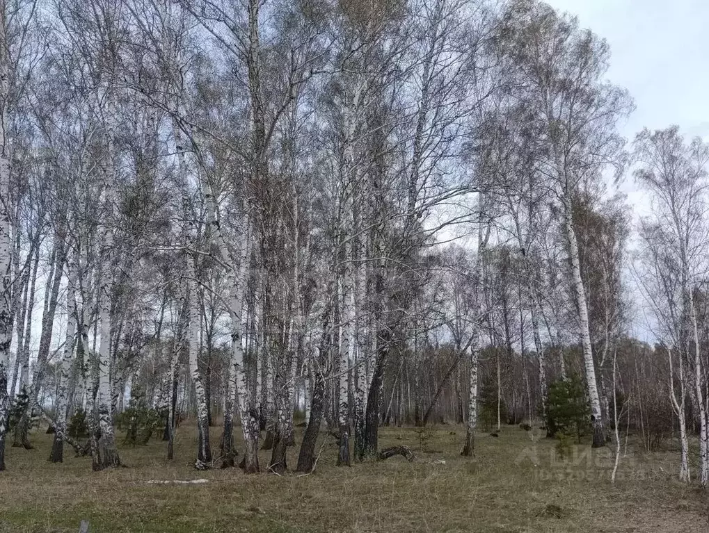 Участок в Курганская область, Кетовский муниципальный округ, д. ... - Фото 2