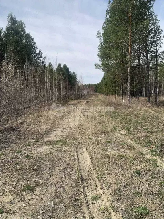 Участок в Тюменская область, Нижнетавдинский район, с. Тюнево  (10.0 ... - Фото 1