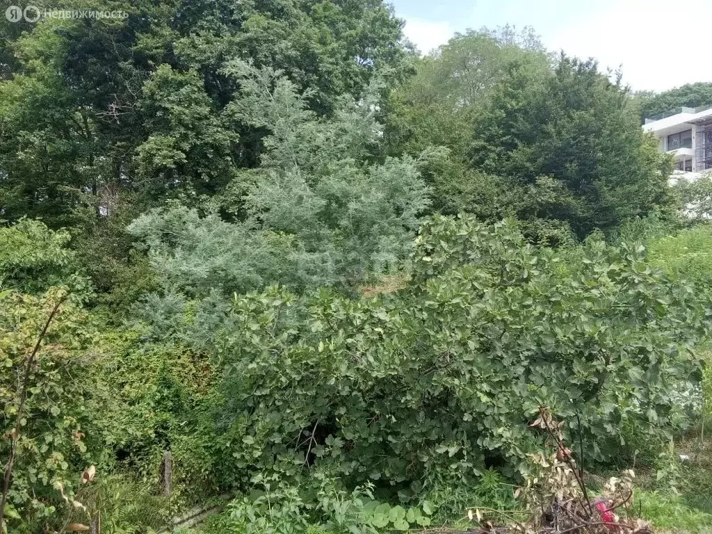 Участок в Краснодарский край, городской округ Сочи, село ... - Фото 1