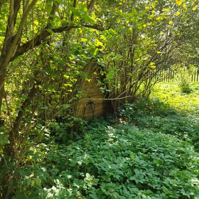 Участок в Московская область, Пушкинский городской округ, Черкизово ... - Фото 2