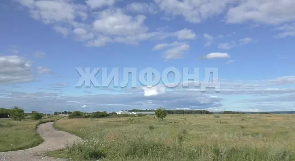 Участок в Новосибирская область, Колыванский район, с. Сидоровка Новая ... - Фото 0