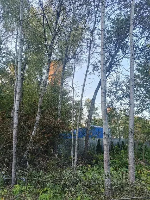 Участок в Москва № 223 кв-л, 52 (5.0 сот.) - Фото 2