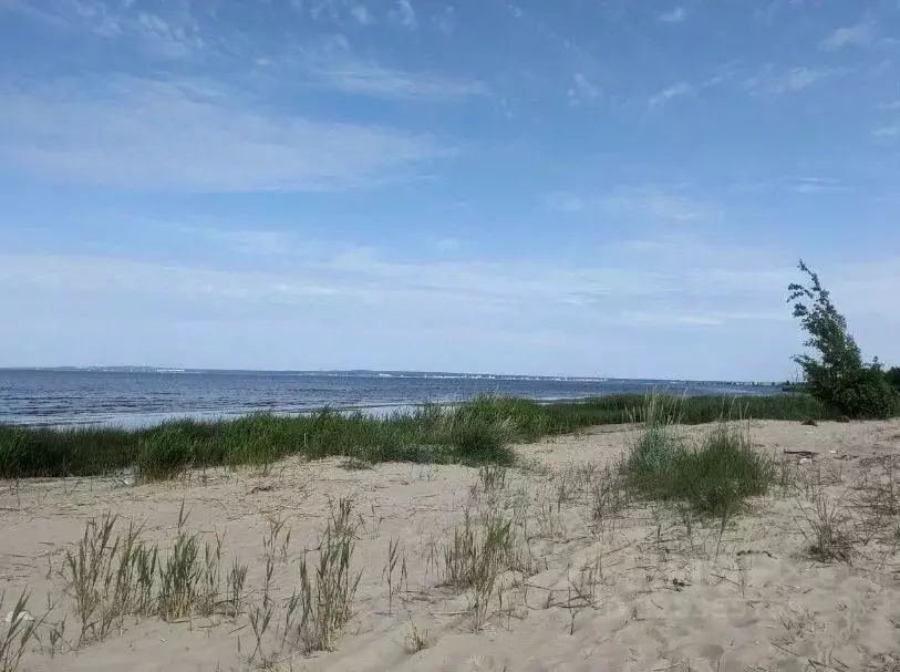 Участок в Ленинградская область, Кингисеппский район, Усть-Лужское ... - Фото 1