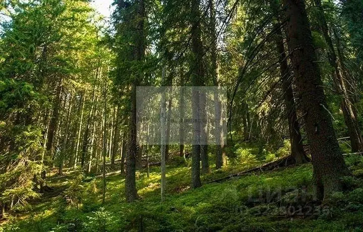 Участок в Московская область, Наро-Фоминский городской округ, Лесная ... - Фото 1