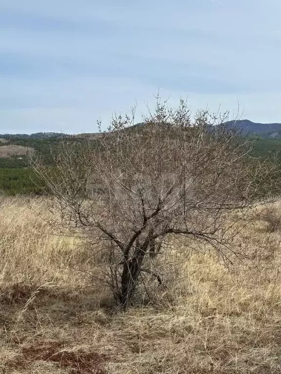 Участок в Бурятия, Тарбагатайский район, Саянтуйское с/пос, с. Нижний ... - Фото 2