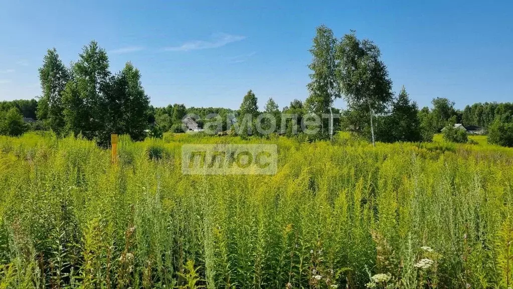Участок в Нижегородская область, Бор муниципальный округ, д. Ильинское ... - Фото 2