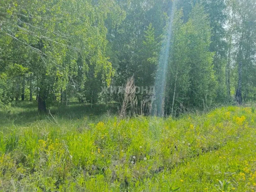 Участок в Новосибирская область, Новосибирский район, Барышевский ... - Фото 1