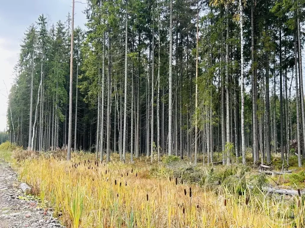 Участок в Ленинградская область, Сертолово Всеволожский район, Медное ... - Фото 2