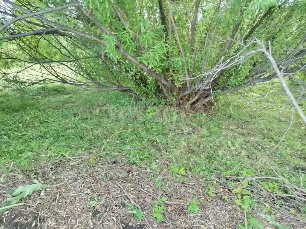 Участок в Новосибирская область, Новосибирский район, Каменский ... - Фото 1