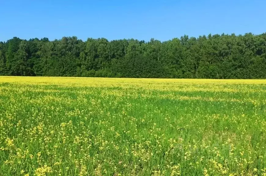 Участок в Московская область, Богородский городской округ, д. Следово ... - Фото 1