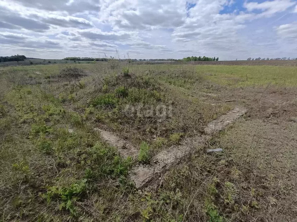 Участок в Белгородская область, Вейделевка рп ул. Каштановая (13.2 ... - Фото 1