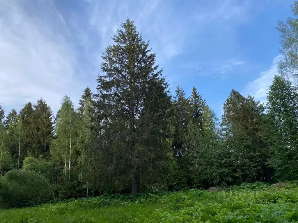 Участок в Московская область, Солнечногорск городской округ, д. ... - Фото 1